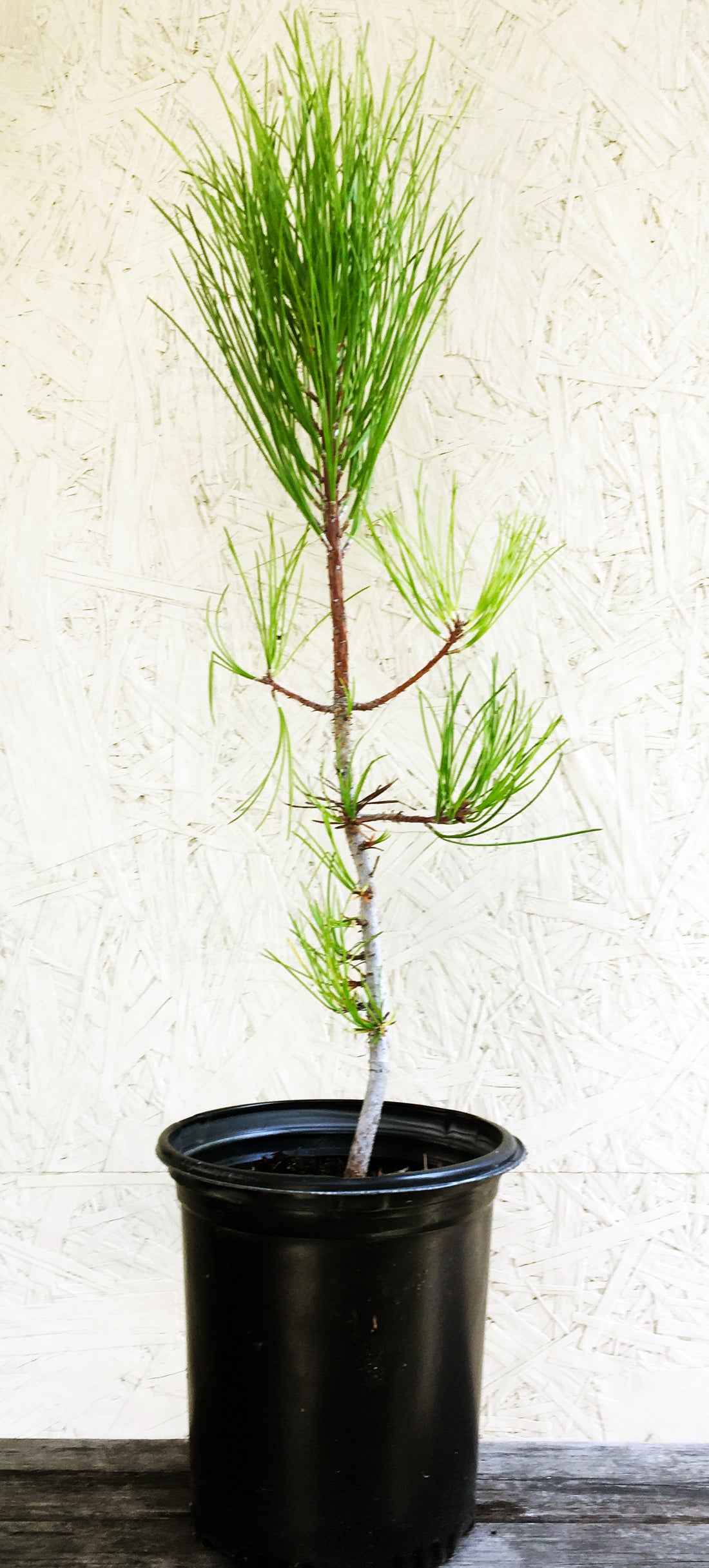 Pinus torreyana (torrey pine)