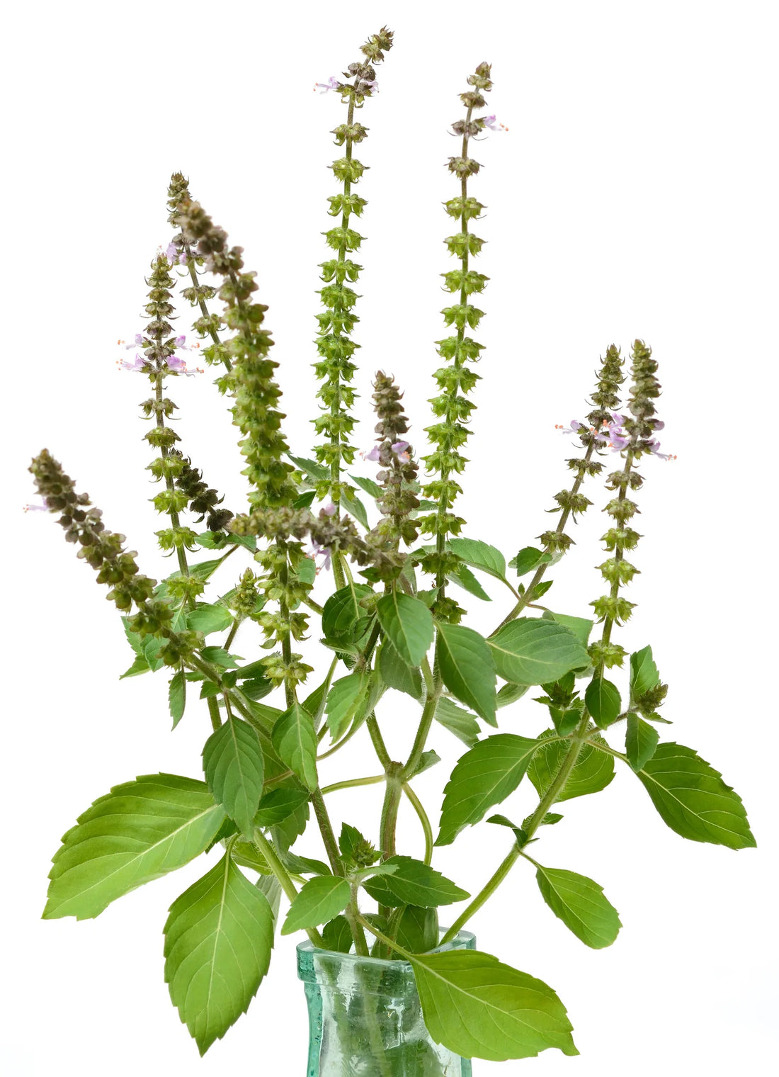 Organic Tulsi, Holy Basil - Ocimum gratissimum 