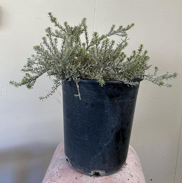 Westringia fruticosa ‘Morning Light’