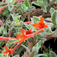 Zauschneria californica, Epilobium canum Red Flower