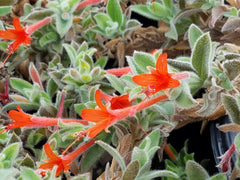 Zauschneria californica, Epilobium canum Red Flower