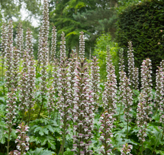 plant material shot