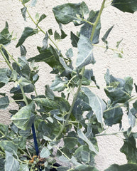 Atriplex lentiformis, Big saltbush Leaves