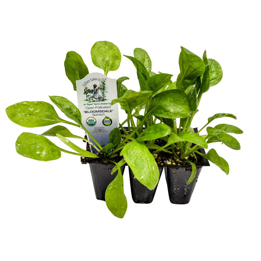 Organic Spinach 6 Pack