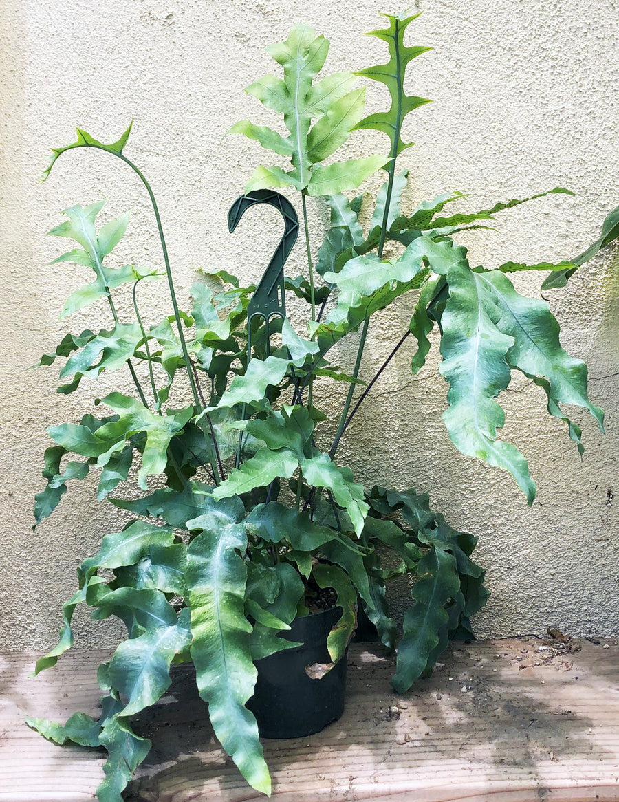 blue star fern fertilizer Polypodium aureum (blue star fern)