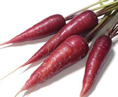 Cosmic Purple Carrot - Daucus carota 