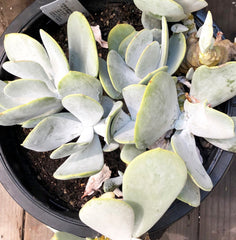 Cotyledon orbiculata
