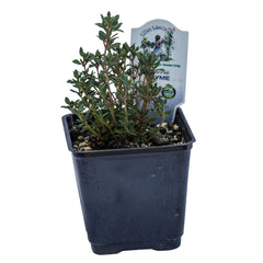 Organic Thyme  - Please call shop for availability
