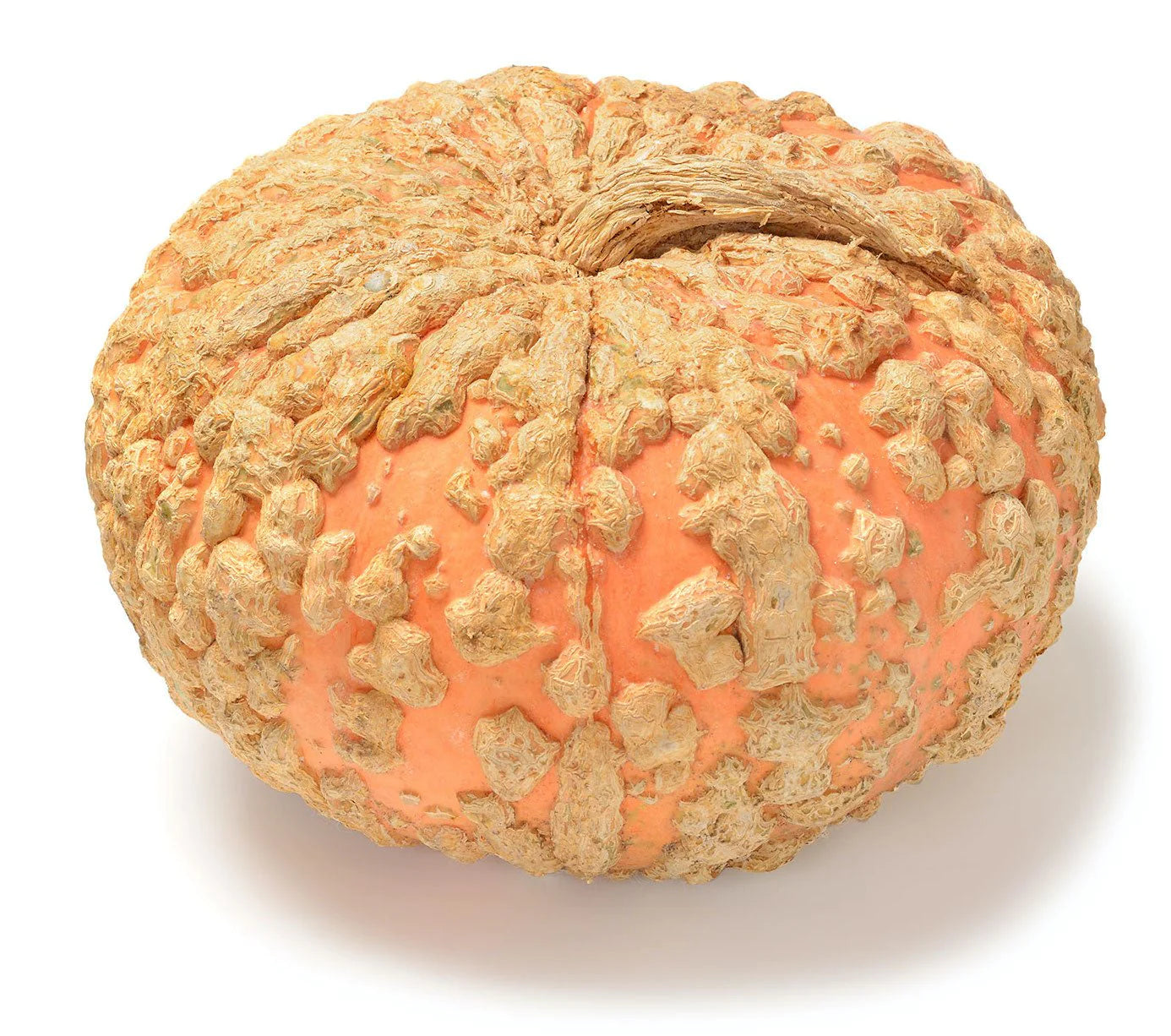 Organic Galeux d'Eysines Squash - Cucurbita maxima Seeds