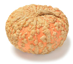 Organic Galeux d'Eysines Squash - Cucurbita maxima Seeds