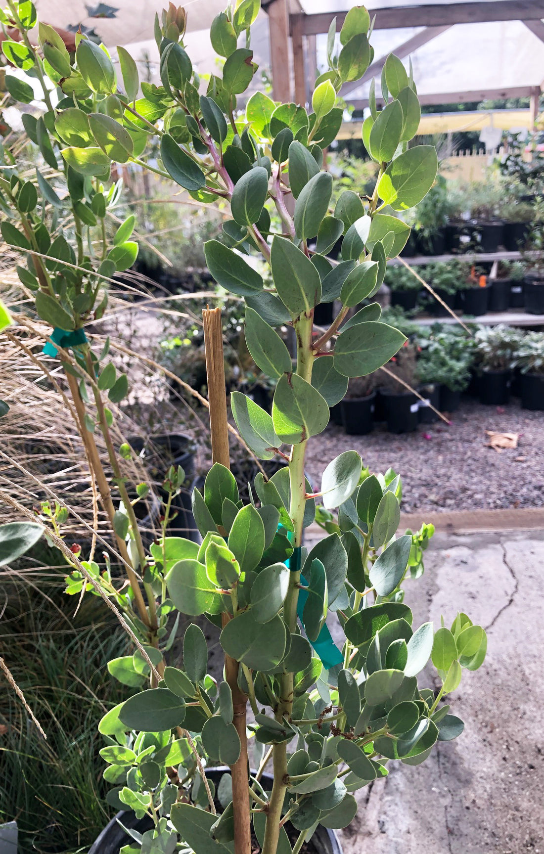 Arctostaphylos glauca (bigberry manzanita)