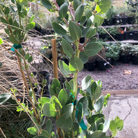 Arctostaphylos glauca (bigberry manzanita)