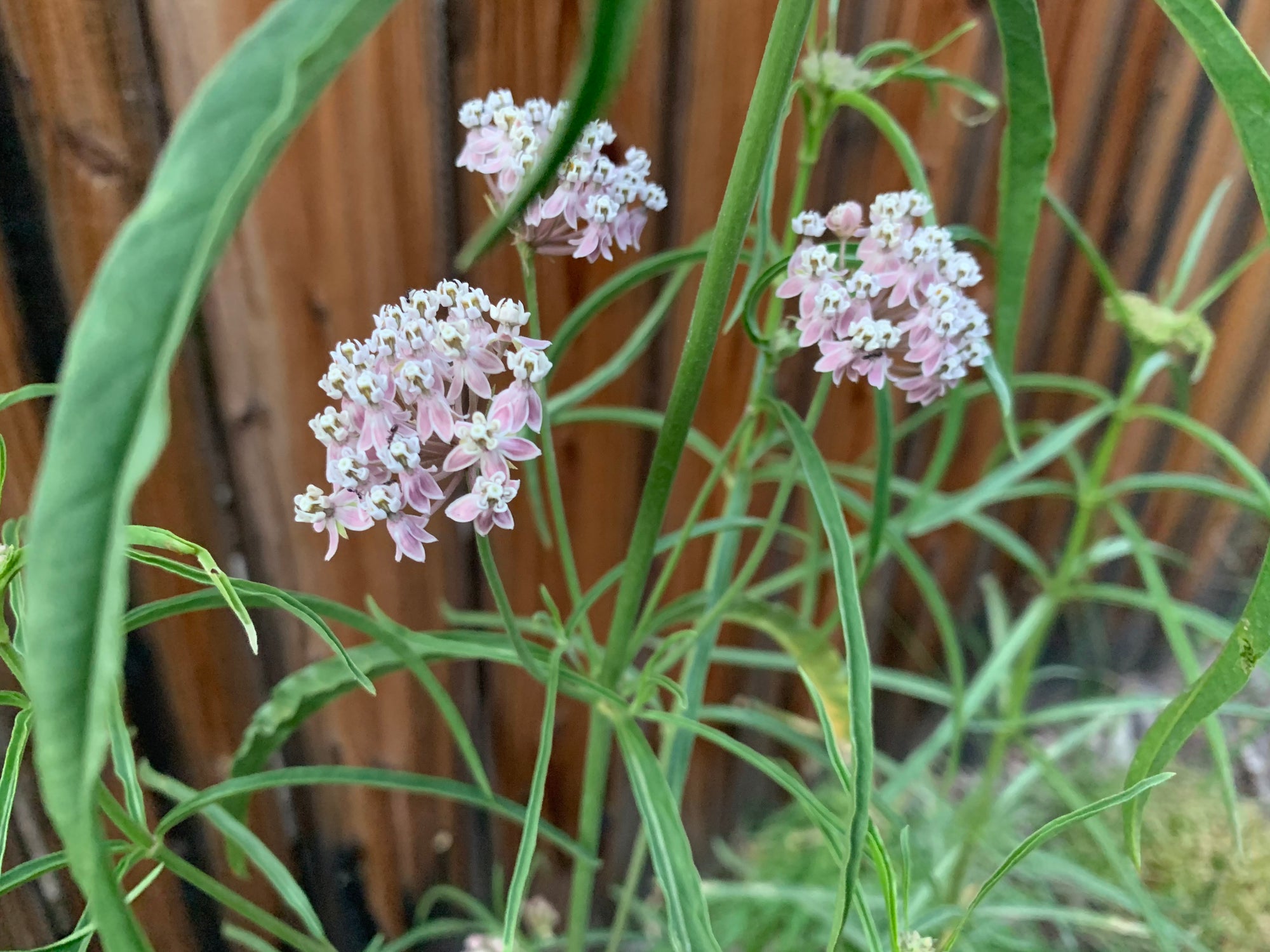 plant material shot