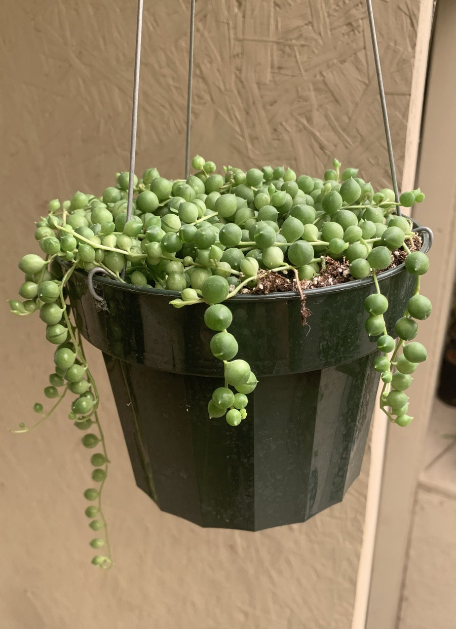 succulent senecio rowleyanus Senecio rowleyanus (String of Pearls)