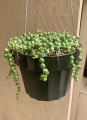Senecio rowleyanus (String of Pearls)