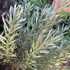 Leucadendron 'Pisa'
