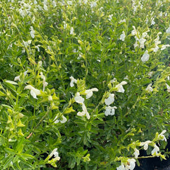 plant material shot