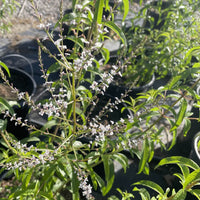Aloysia triphylla (Lemon Verbena) Flowers 