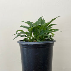 Echinacea 'Primadonna White'