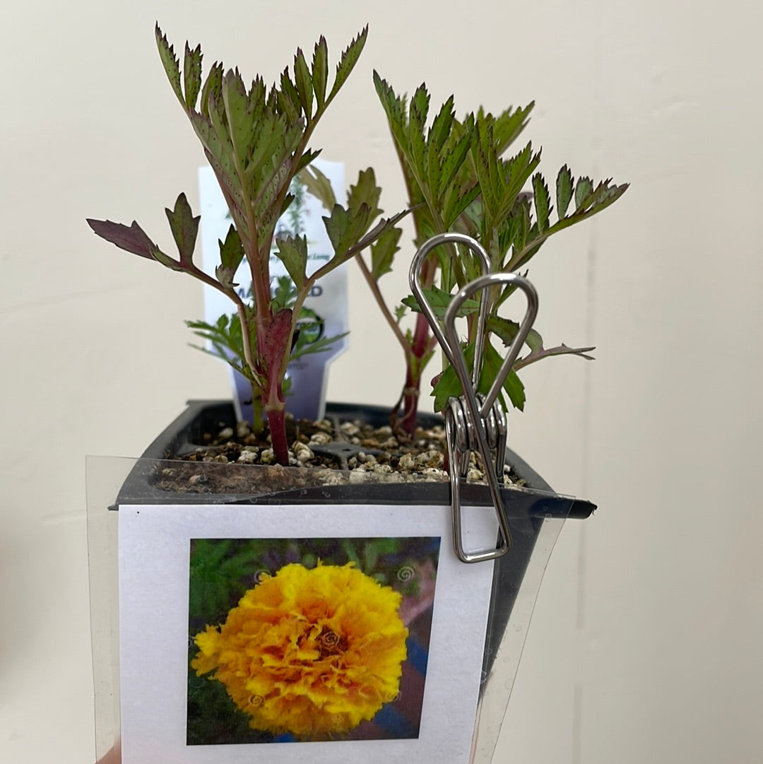 Organic Marigold 3 Pack