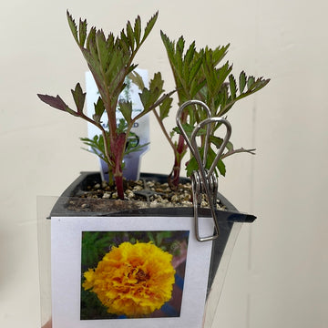 Organic Marigold 3 Pack