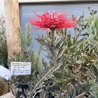 Leucospermum Blanche Ito