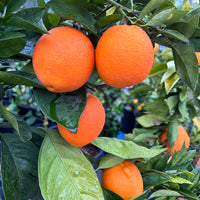Fukumoto Early Orange, semi-dwarf