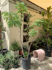 Radermachera sinica (Serpent Tree)