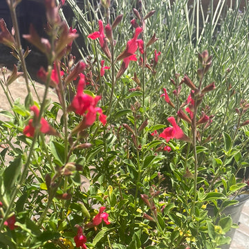 Salvia greggii Red