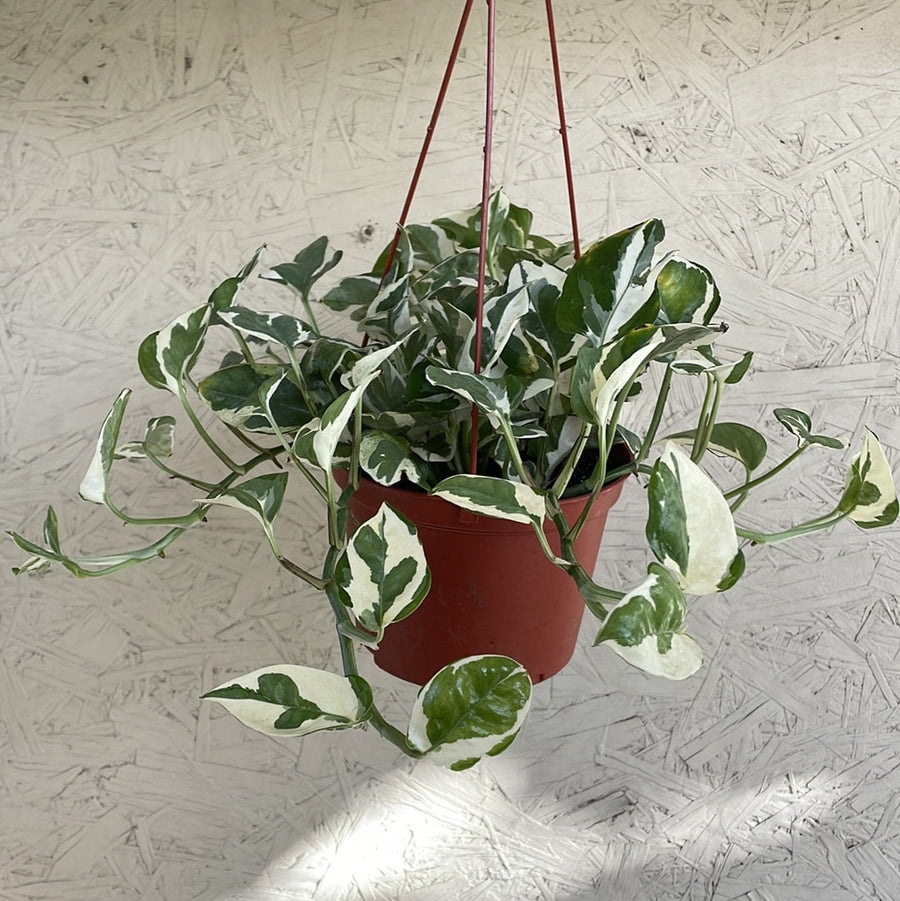 pothos n'joy hanging Pothos N’joy