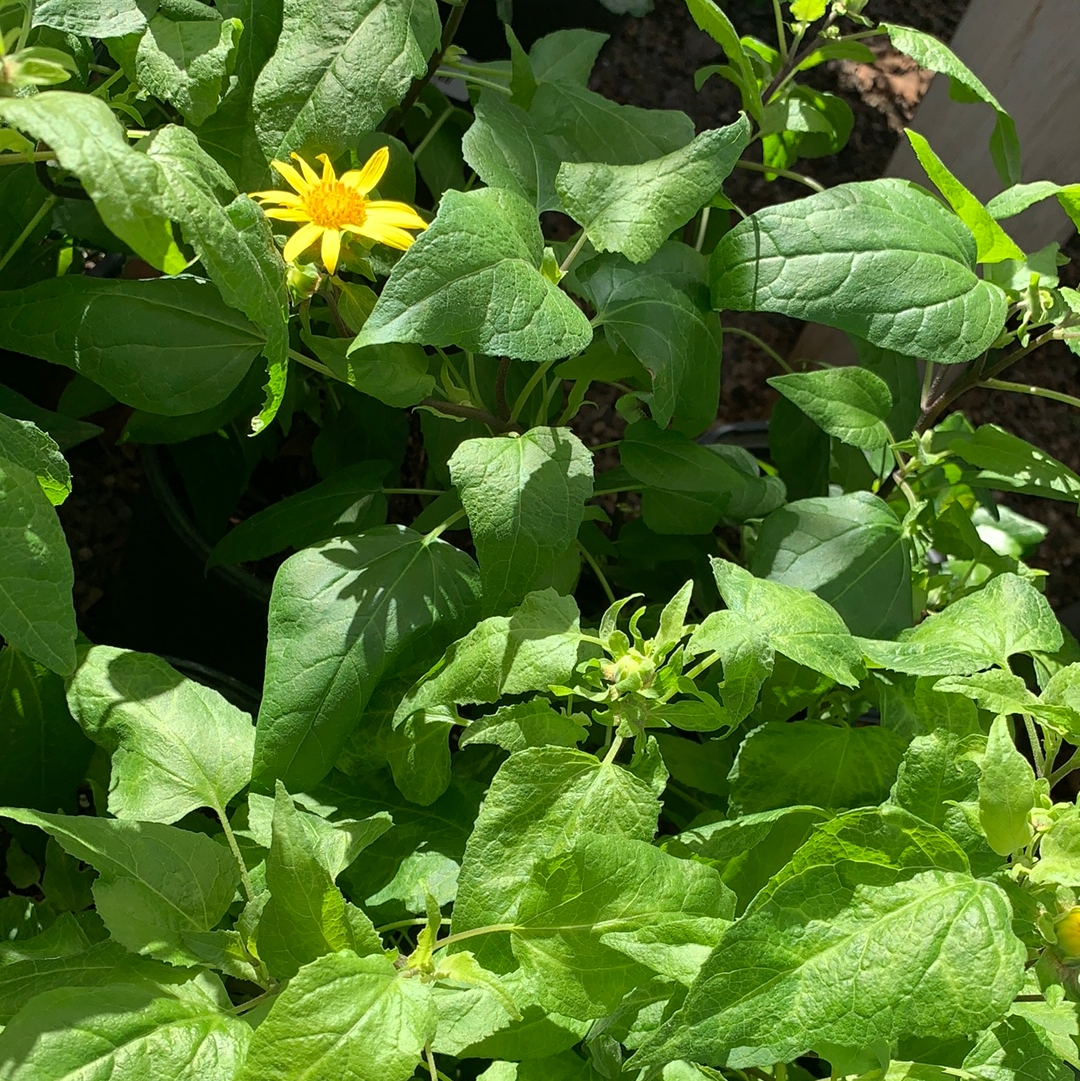 Venegasia carpesioides, Canyon Sunflower