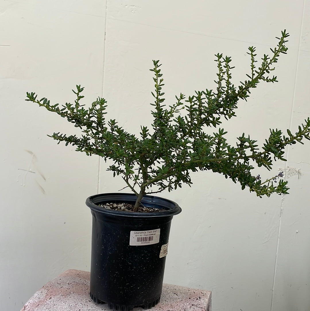 Ceanothus 'Dark Star'