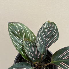 Calathea Ornata