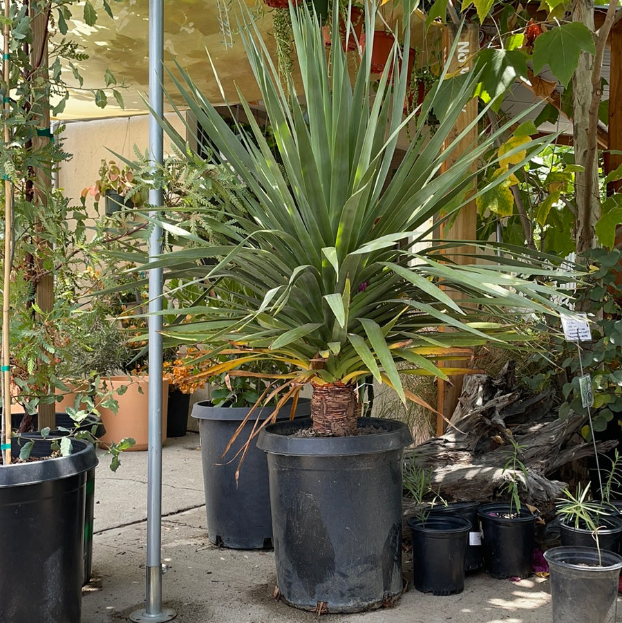 dracaena in spanish Dracaena draco (dragon tree) – Plant Material
