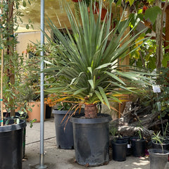 Dracaena draco (dragon tree)