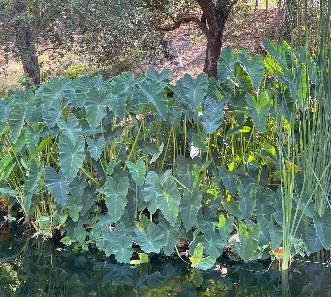 Alocasia macrorrhiza 'Giant Taro' (elephant ear)