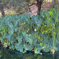 Alocasia macrorrhiza 'Giant Taro' (elephant ear)