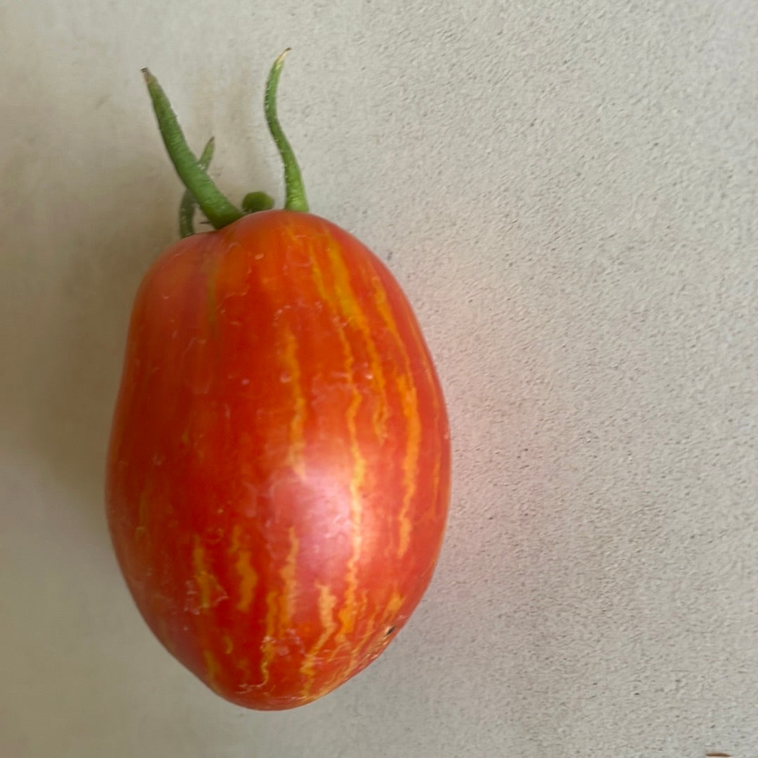 Organic Speckled Roman Tomato - Please call shop for availability