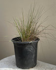 Stipa lepida, Small Flowered Needlegrass
