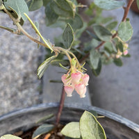 Manzanita, Arctostaphylos 'Lester Rowntree' Pink Flower