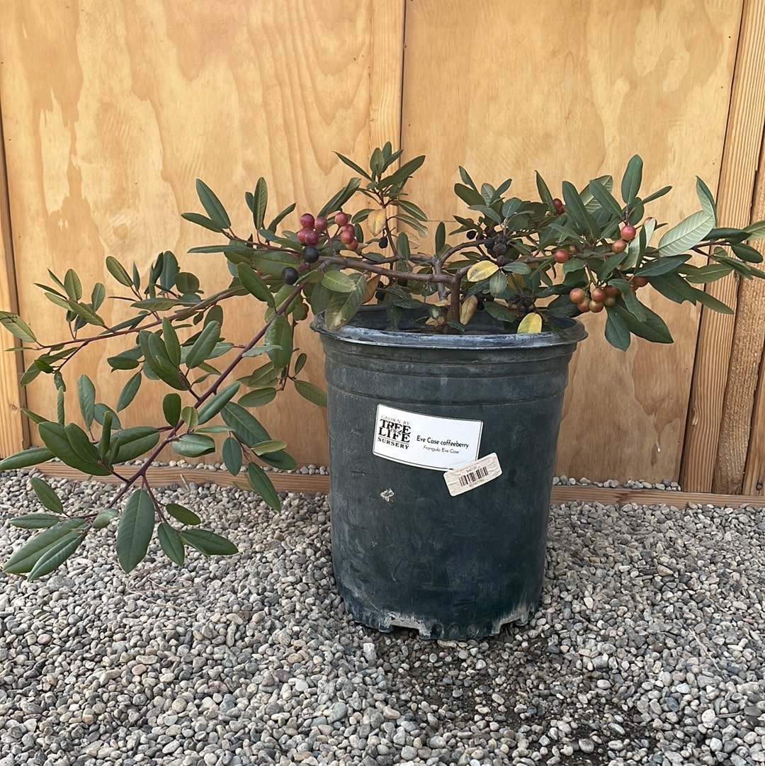 Frangula californica 'Eve Case' (coffeeberry) 1 Gallon