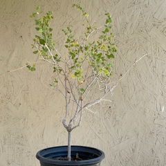 Mirabilis bigelovii, Bigelow's Desert Four O'Clock