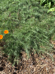 plant material shot