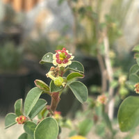 Euphorbia misera, Cliff Spurge