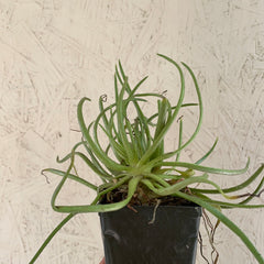 Dudleya viscida