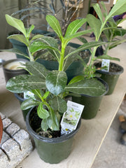 Adenium obesum-4”