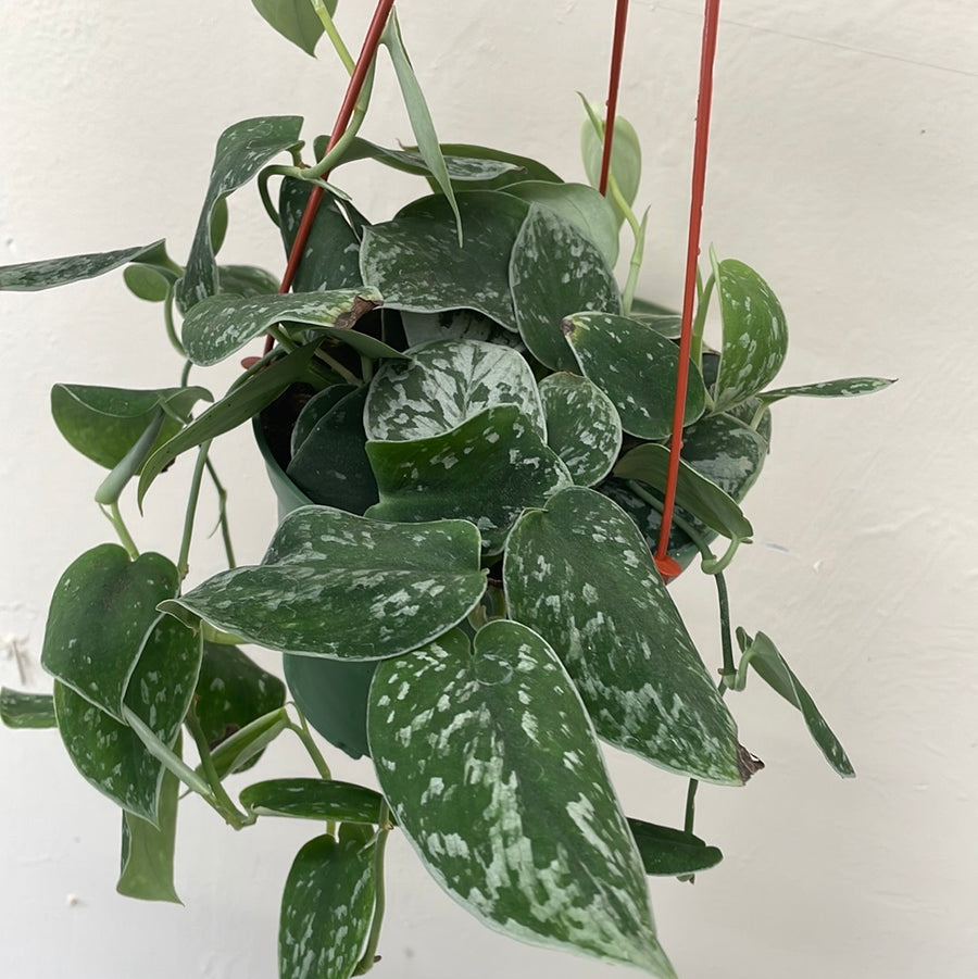 silvery ann vs satin pothos Pothos Satin – Plant Material