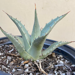 Agave deserti, Desert Agave