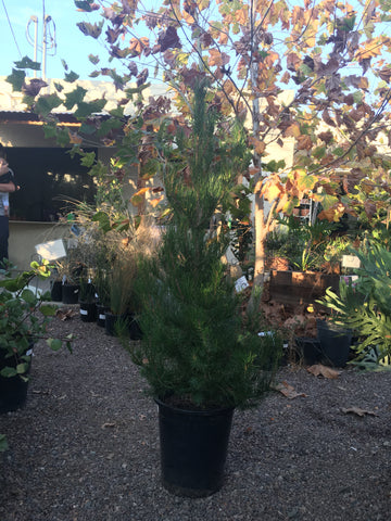 Pine aldarica