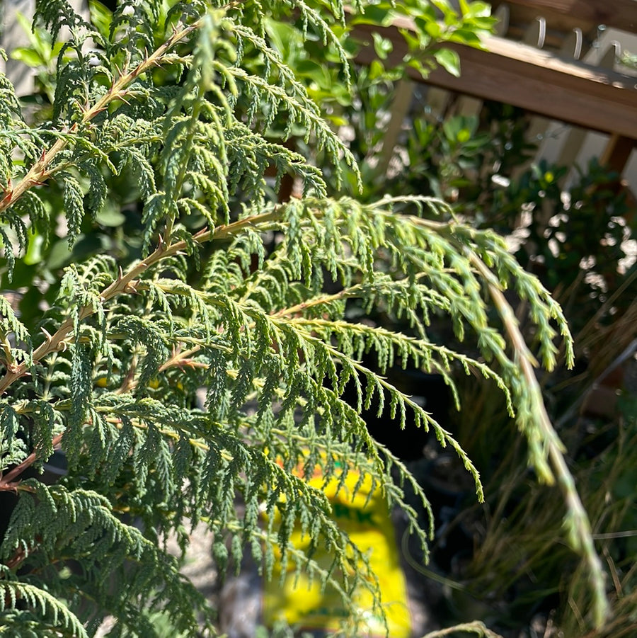 Cupressus cashmeriana, Kashmir Cypress